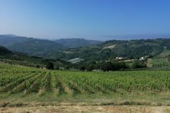 amaracmand_vigneti_1