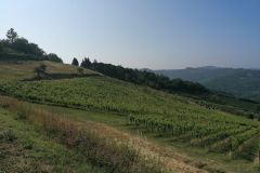 amaracmand_vigneti_2