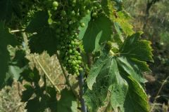 sangiovese