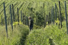 Torre-Fornello_vigneto-UNA-2-scaled