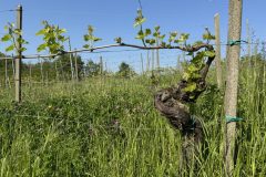 Torre-Fornello_vigneto-UNA-3-scaled