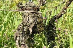 Torre-Fornello_vigneto-UNA-4-scaled