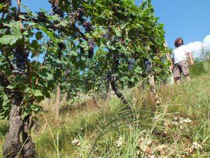 Azienda Boffalora vigne Valtellina