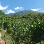 Castione Andevenno vino