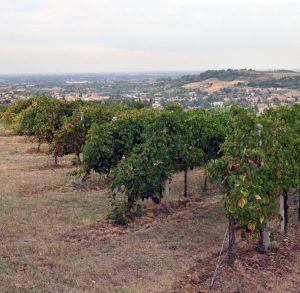 Vigneto-Vineyard