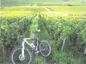 Finage_vigne e bici